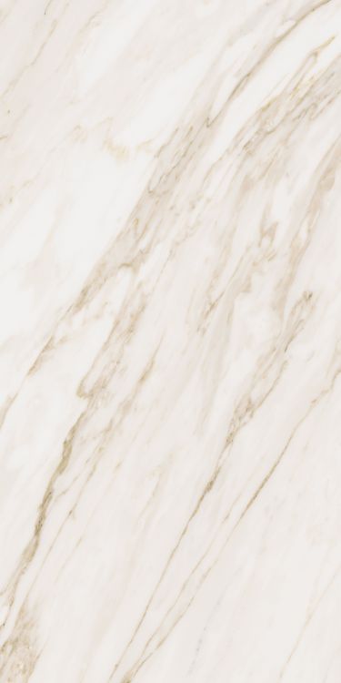 Omnia Calacatta Matte 12 x 24